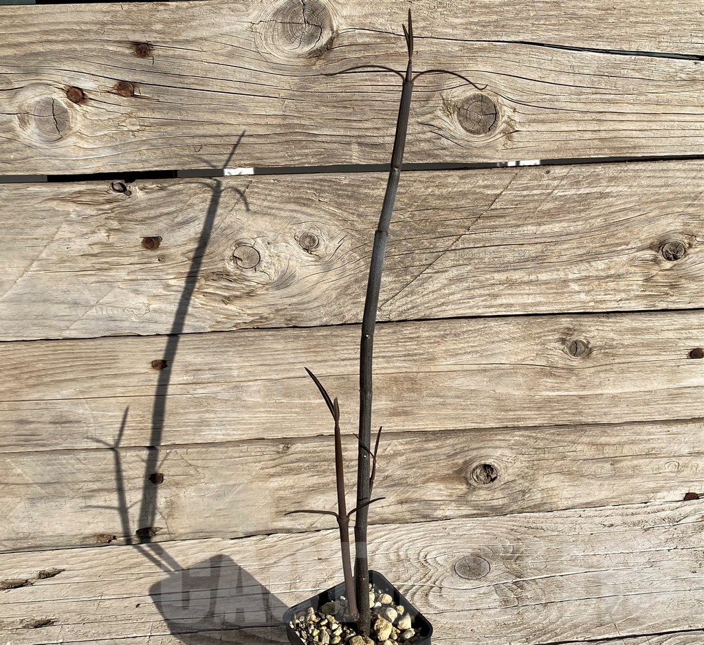 SH19864 Ceropegia fusca, seedling - immagine 2