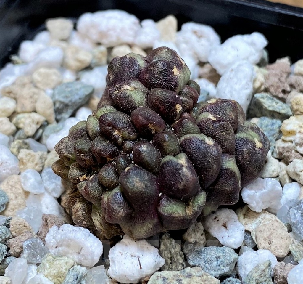 SH19796 Gymnocalycium mihanovichii ‘Day Dream’ f. cristata - Image 2