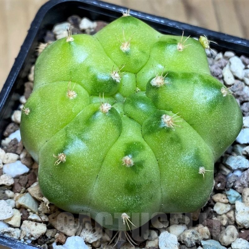 SH19798 Gymnocalycium mihanovichii ‘Green Marble’