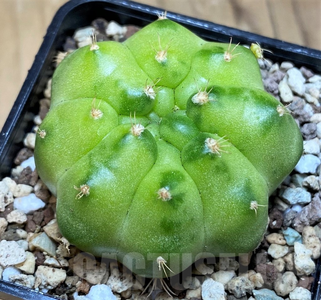 SH19798 Gymnocalycium mihanovichii ‘Green Marble’