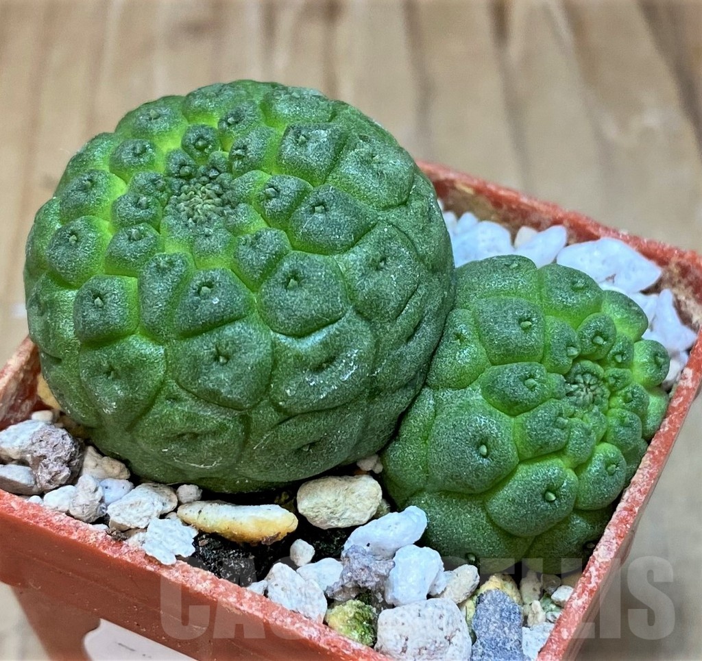 SH19857 Trichocaulon cactiformis – Bild 2