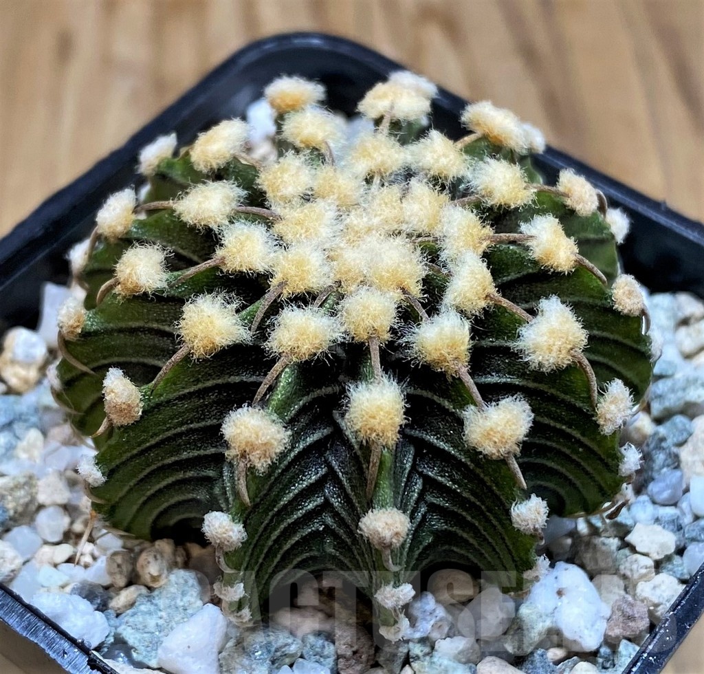 SH19789 Gymnocalycium friedrichii LB2178 - Image 2