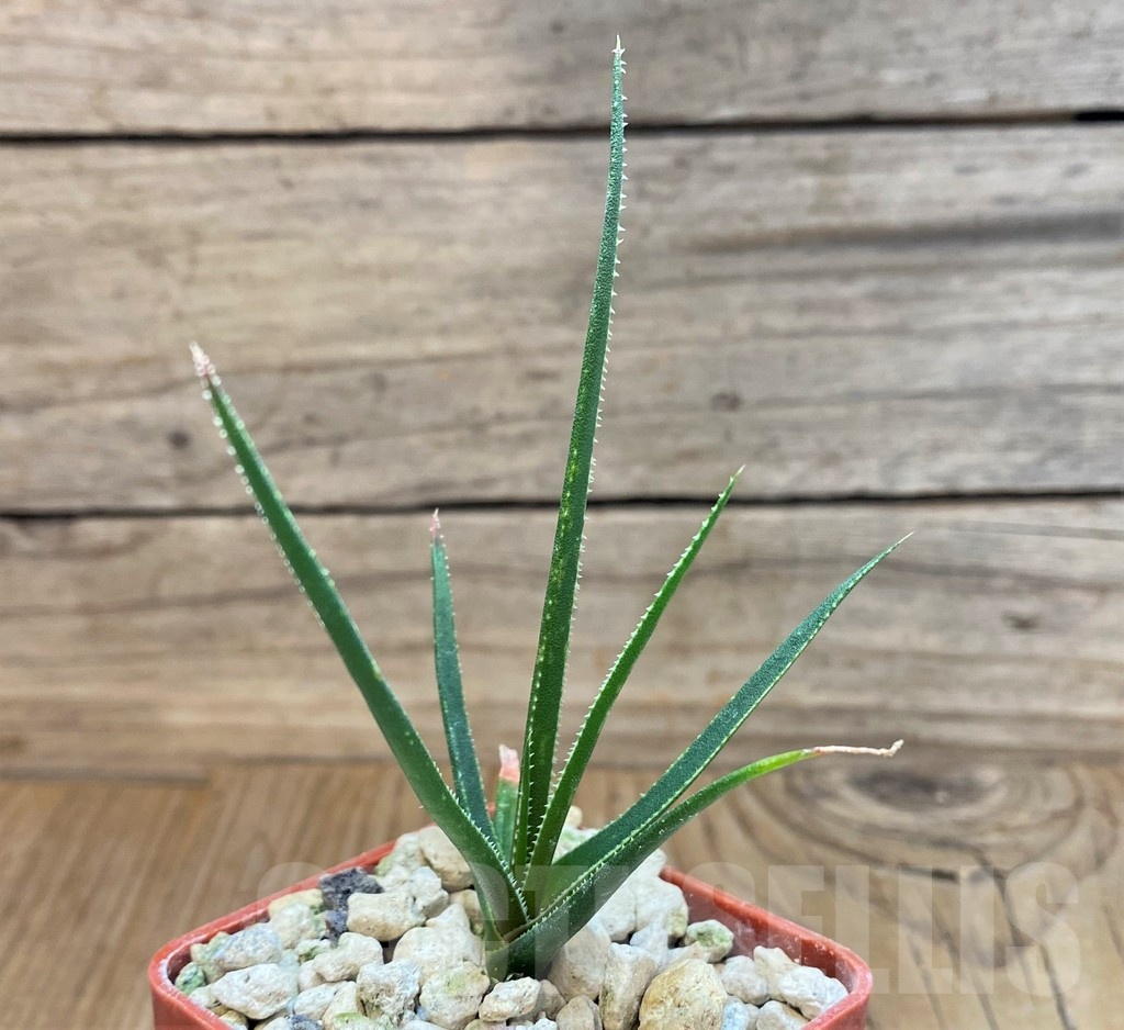 SH19866 Aloe pronkii