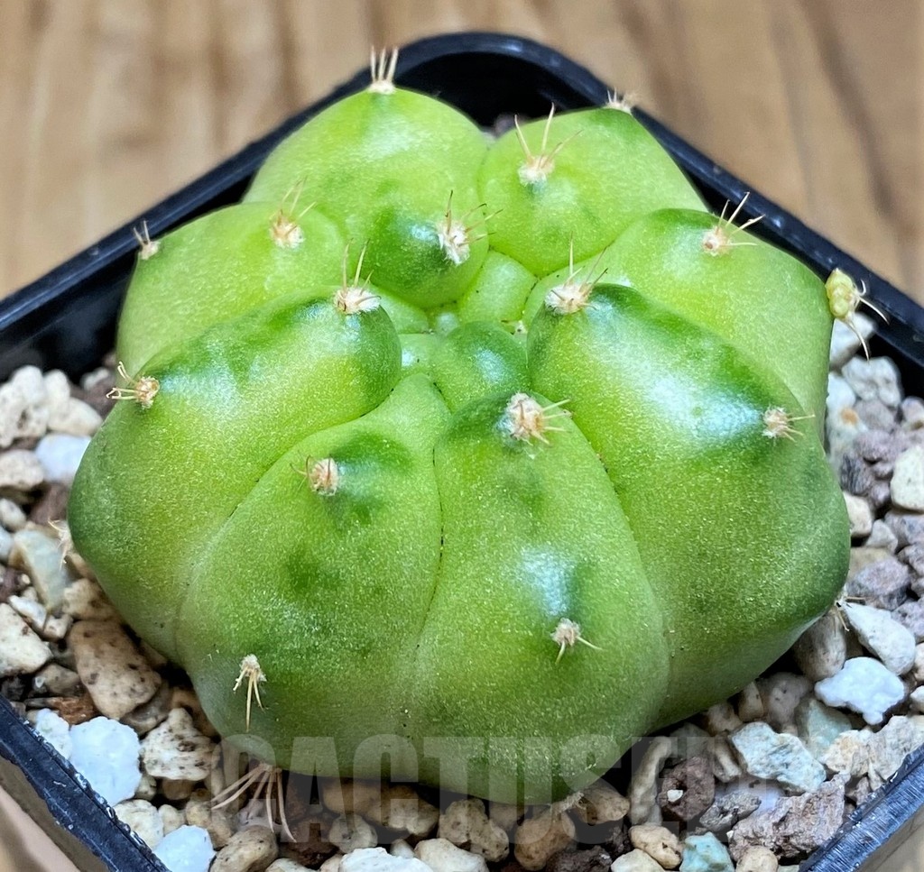 SH19798 Gymnocalycium mihanovichii ‘Green Marble’ - immagine 2
