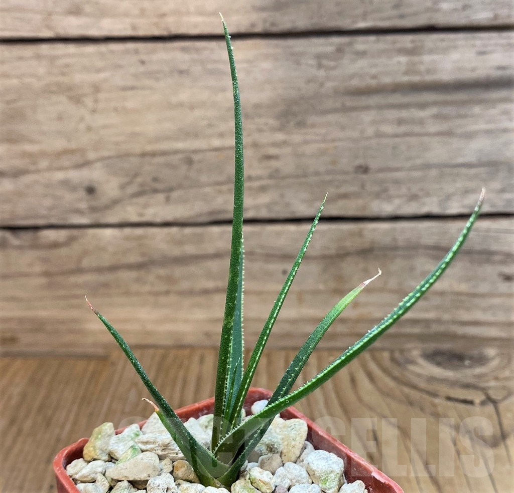 SH19866 Aloe pronkii - immagine 2