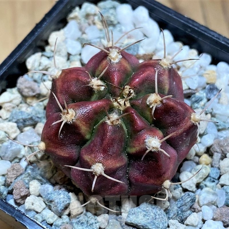 SH19799 Gymnocalycium mihanovichii 'Deadpool'