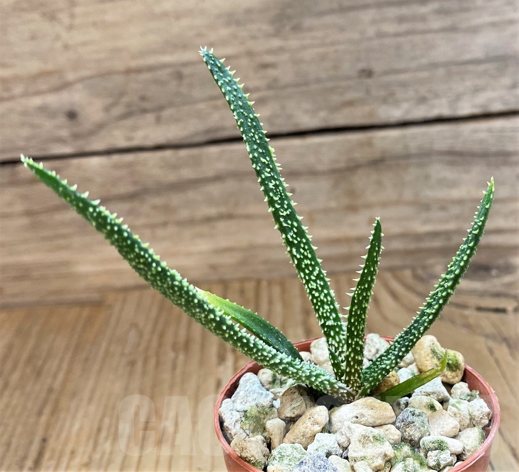 SH19867 Aloe delicatifolia