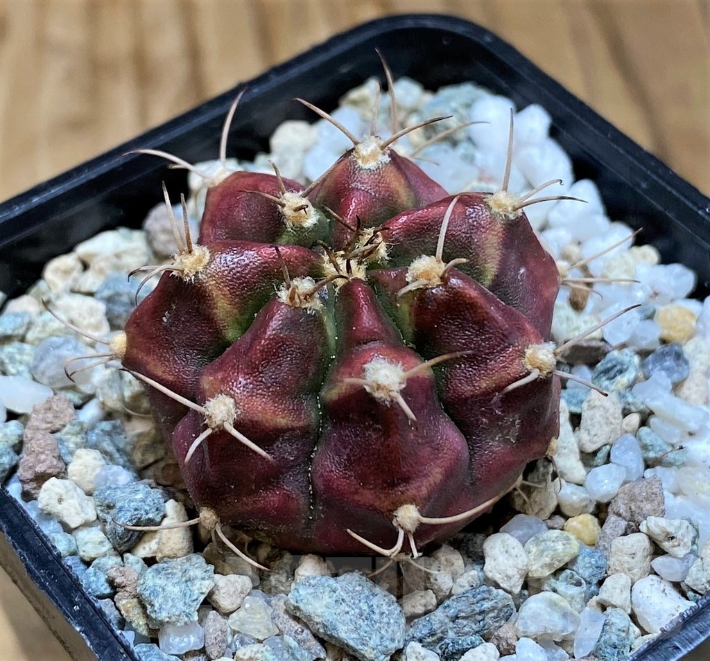 SH19799 Gymnocalycium mihanovichii 'Deadpool' - Imagen 2