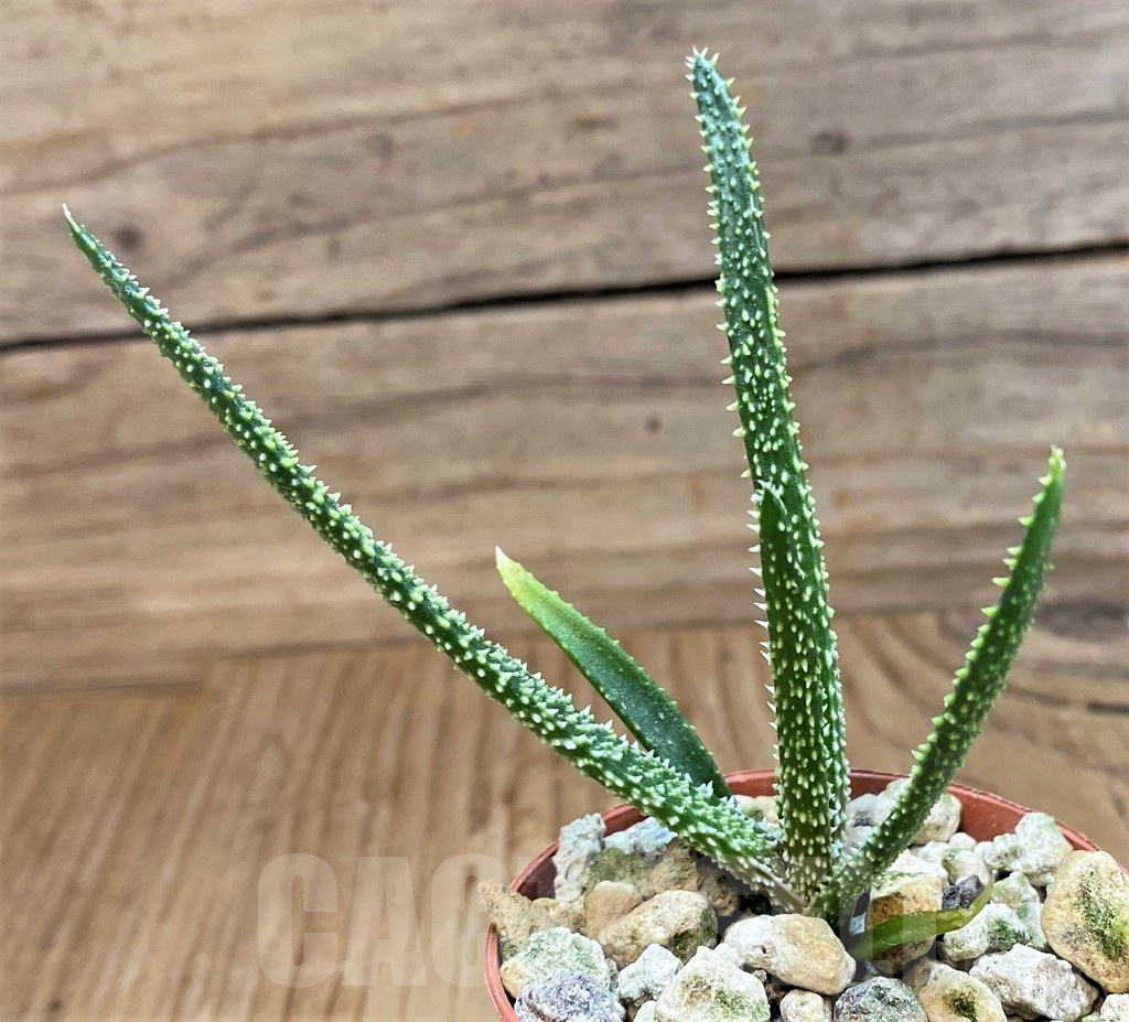SH19867 Aloe delicatifolia – Bild 2