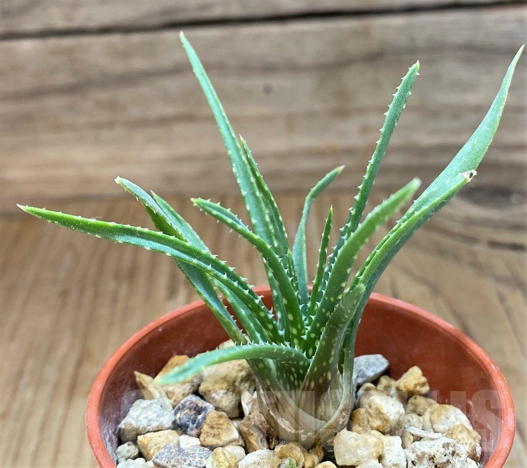 SH19868 Aloe bowiea - Image 2