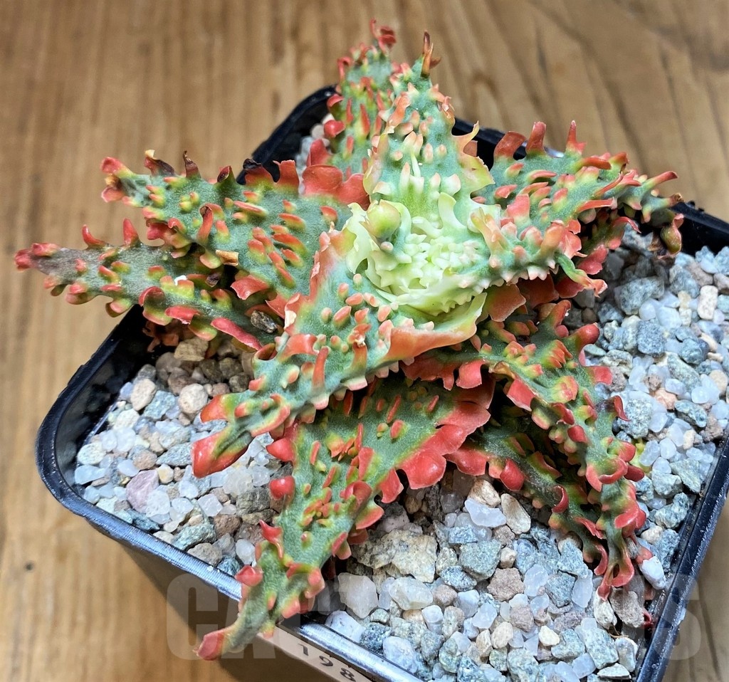 SH19869 Aloe TCT hybrid - Image 2