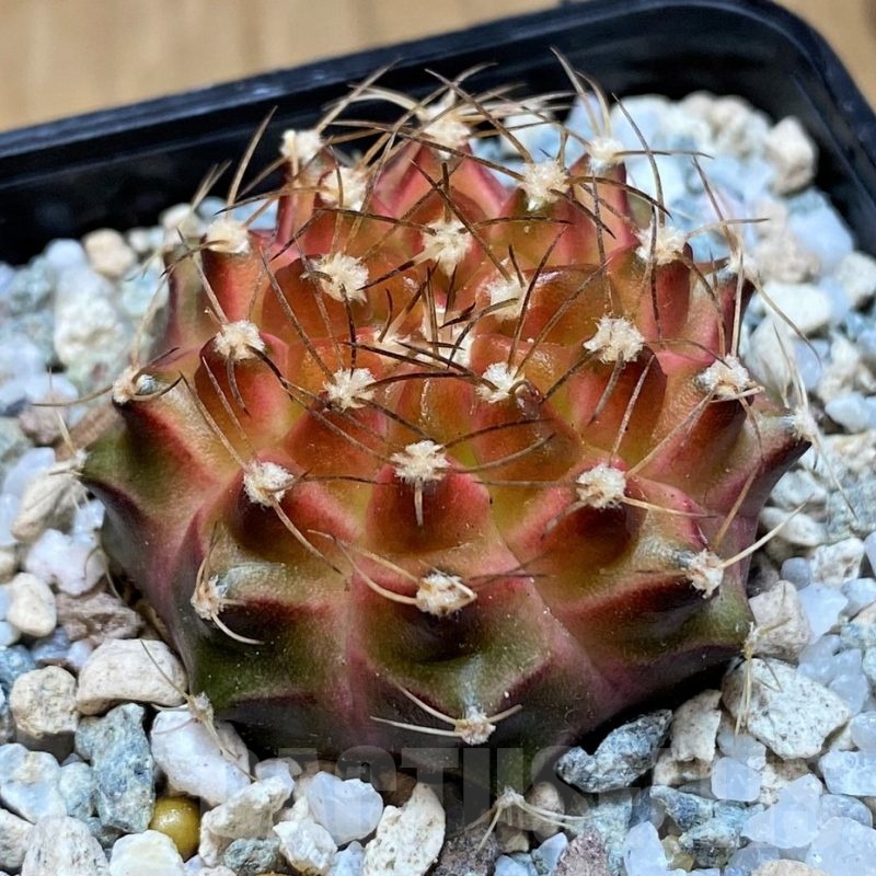 SH19801 Gymnocalycium mihanovichii 'Neon' hybrid
