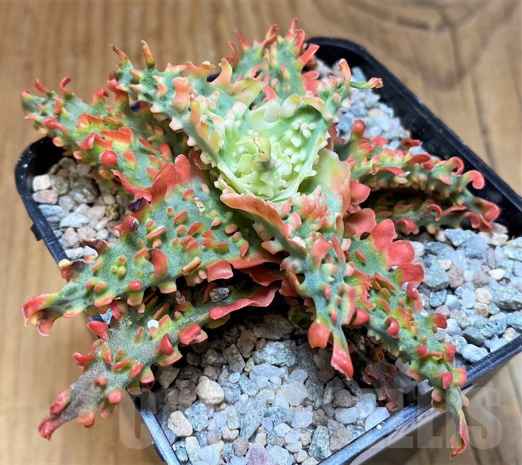 SH19869 Aloe TCT hybrid