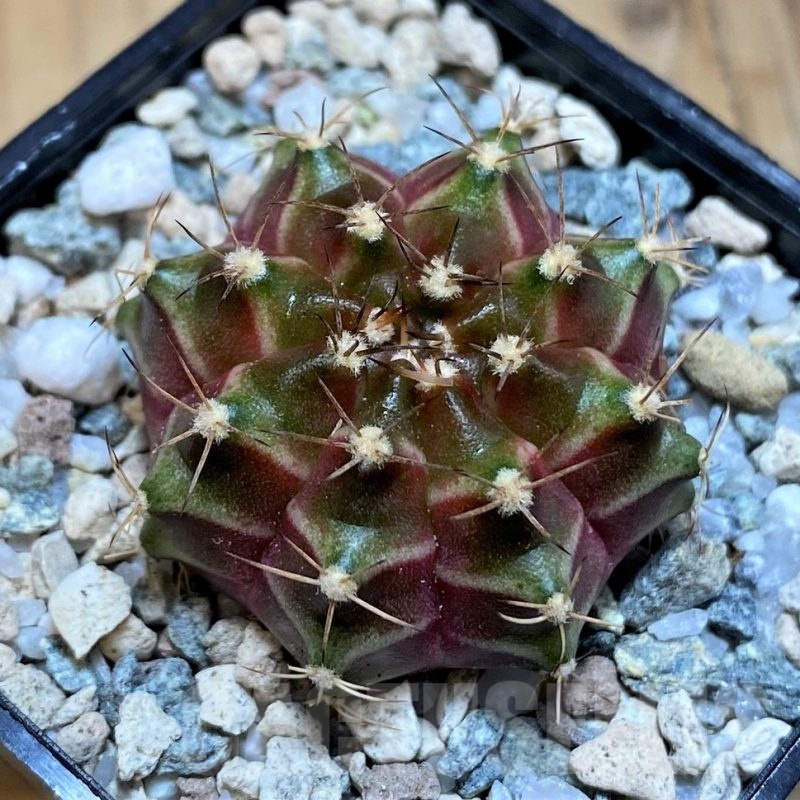 SH19802 Gymnocalycium mihanovichii 'Neon' hybrid