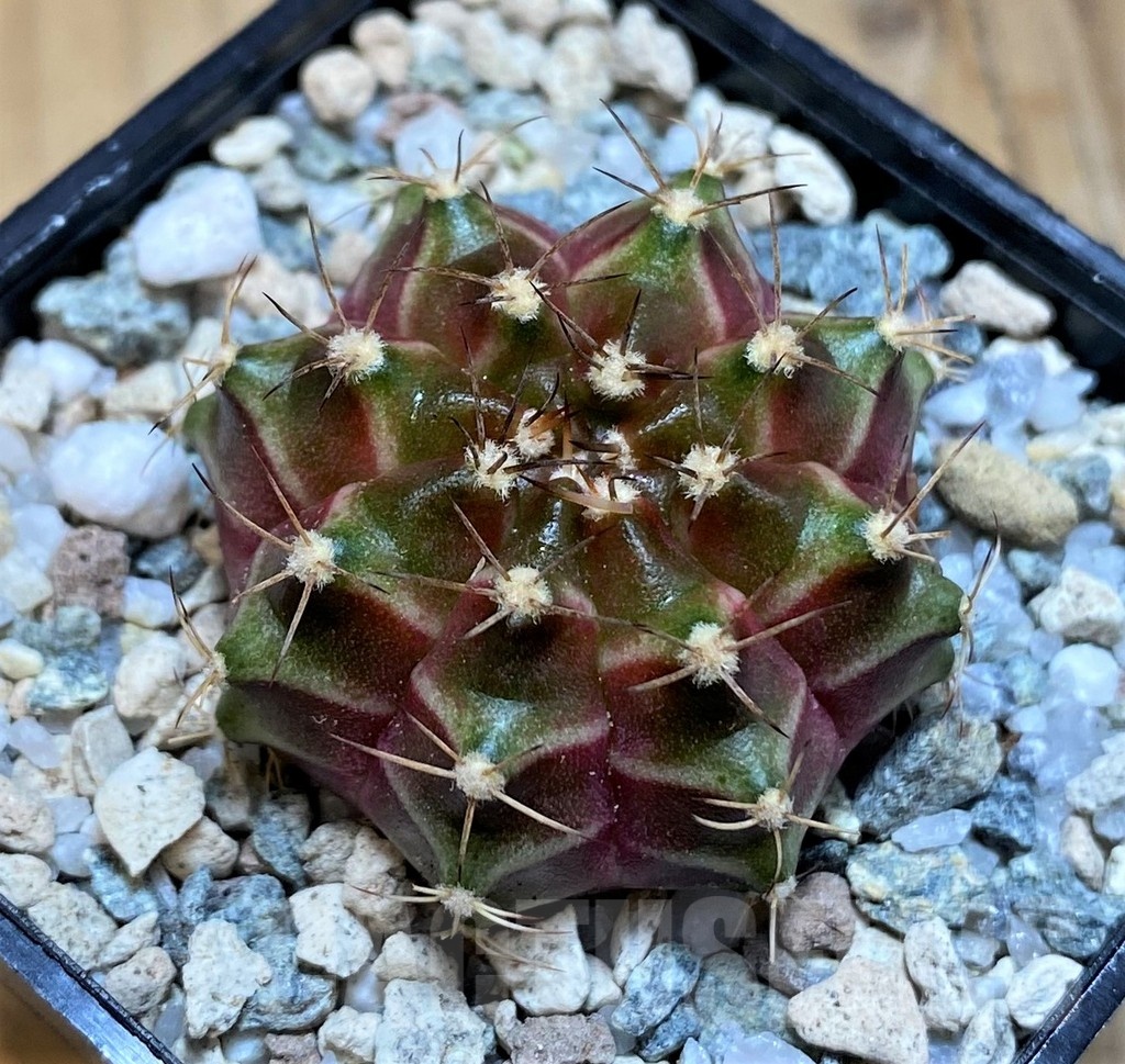SH19802 Gymnocalycium mihanovichii 'Neon' hybrid