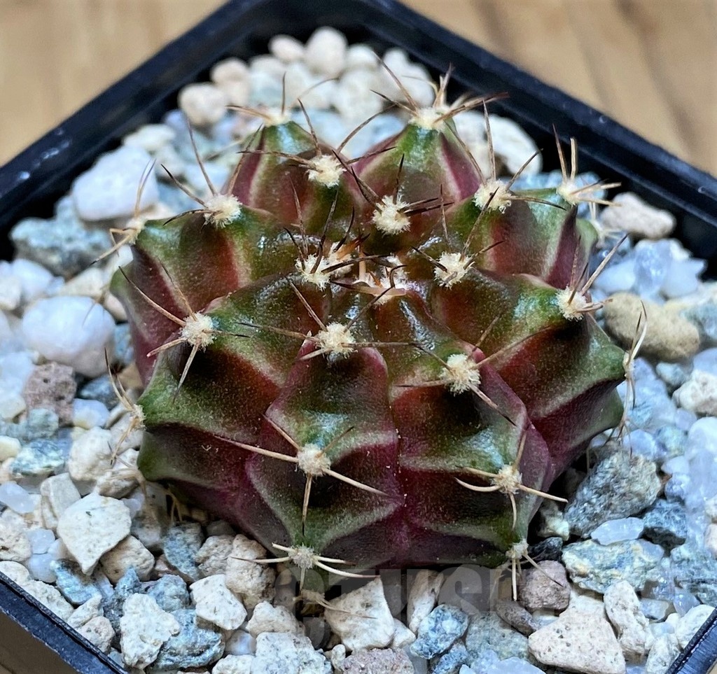 SH19802 Gymnocalycium mihanovichii 'Neon' hybrid - Image 2