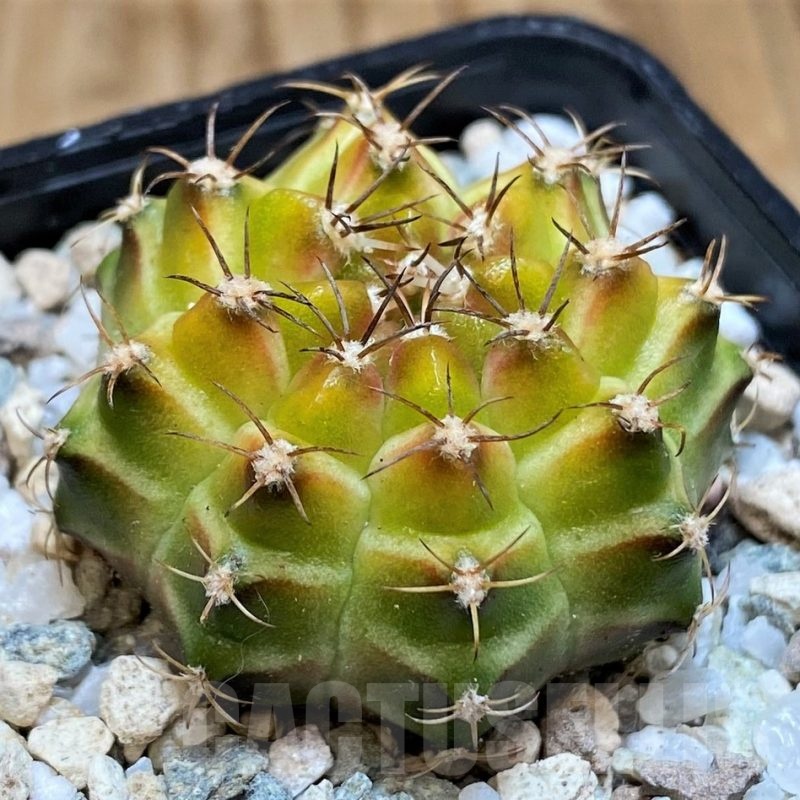 SH19803 Gymnocalycium mihanovichii 'Neon' Green