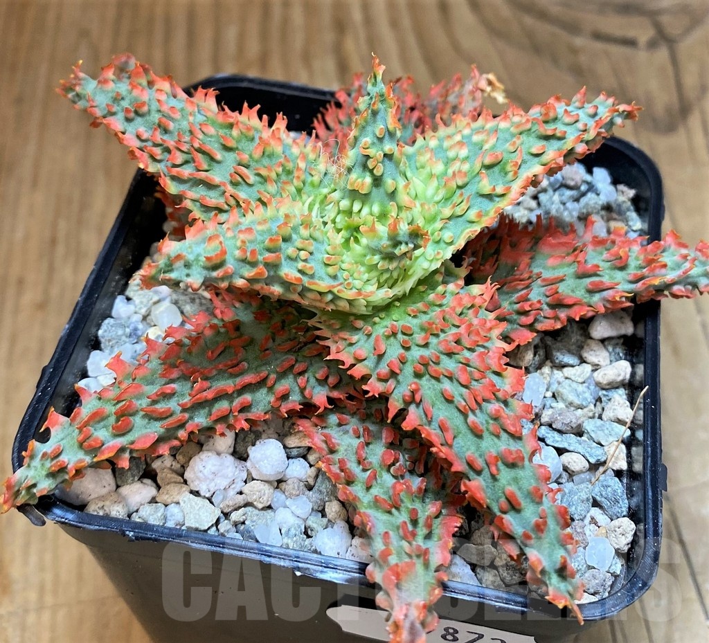 SH19872 Aloe TCT hybrid