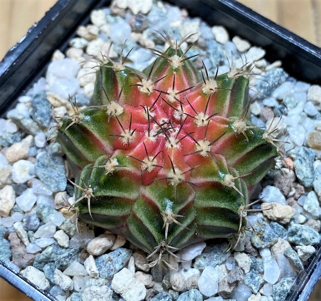 SH19804 Gymnocalycium mihanovichii 'Neon' hybrid - Image 2