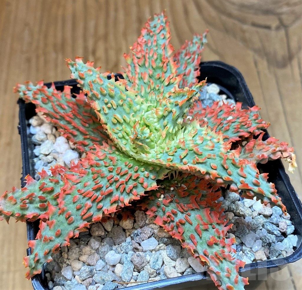 SH19872 Aloe TCT hybrid - immagine 2