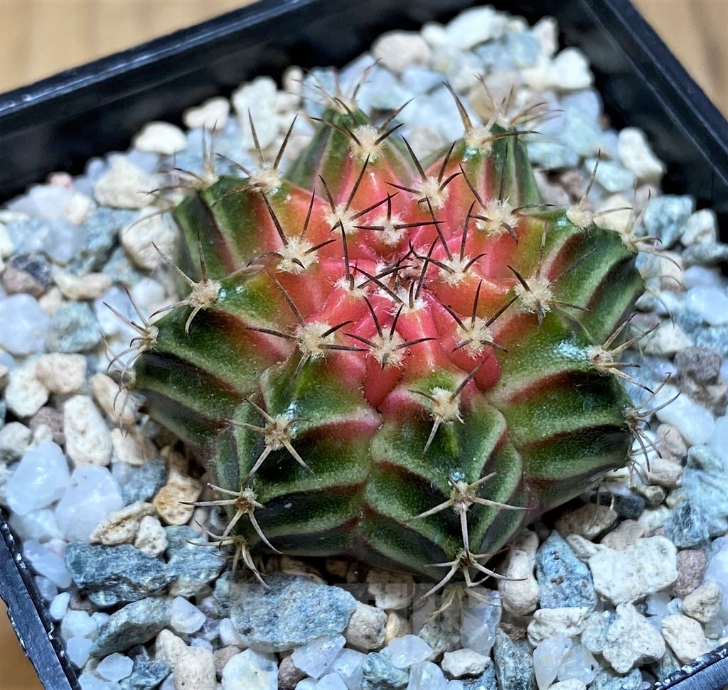 SH19804 Gymnocalycium mihanovichii 'Neon' hybrid