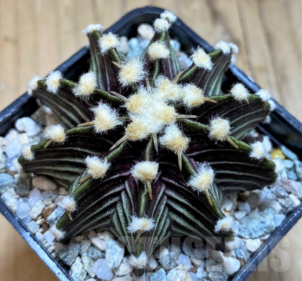 SH19790 Gymnocalycium friedrichii VOS1241