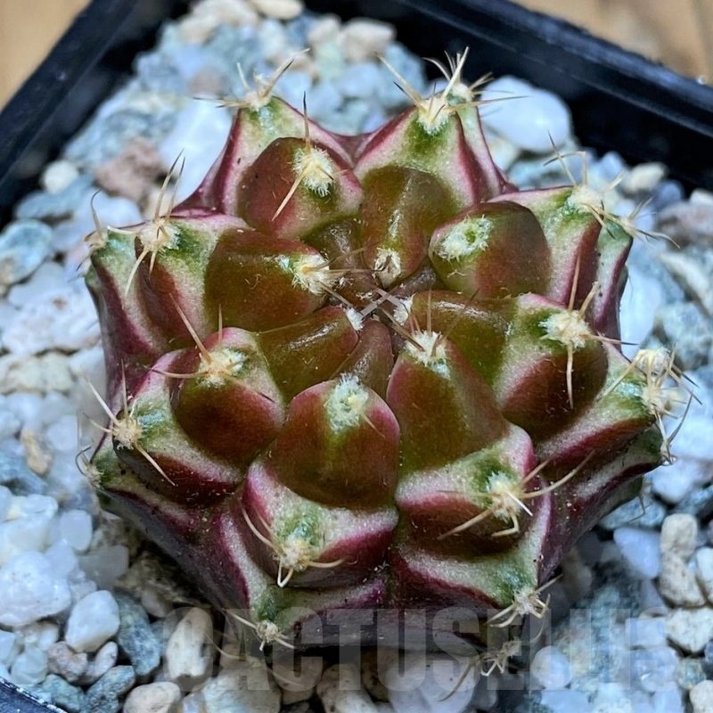 SH19806 Gymnocalycium mihanovichii 'Neon' hybrid