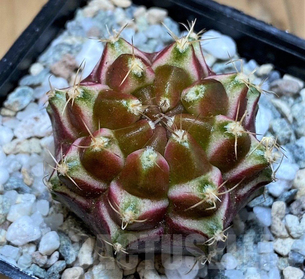 SH19806 Gymnocalycium mihanovichii 'Neon' hybrid