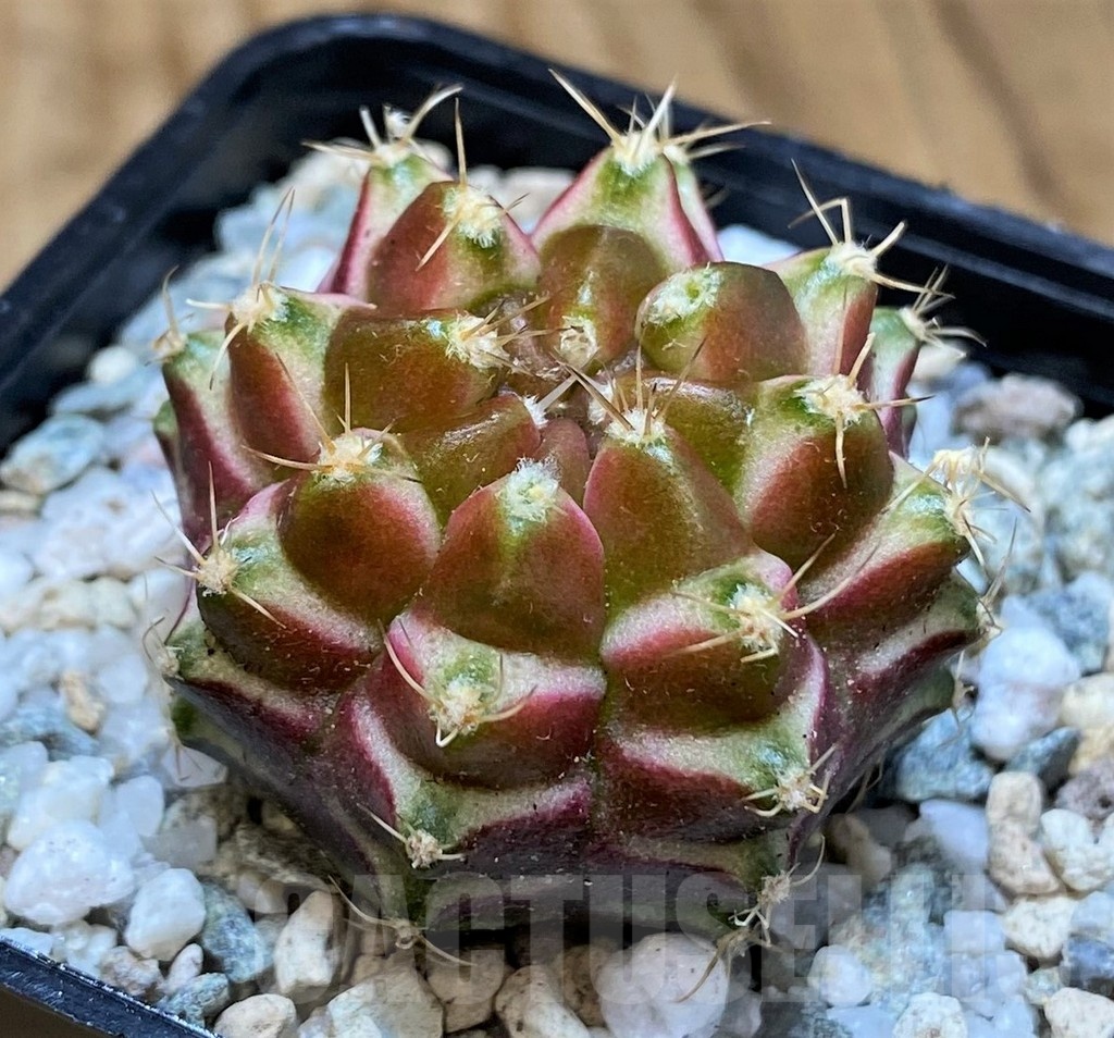 SH19806 Gymnocalycium mihanovichii 'Neon' hybrid - Image 2