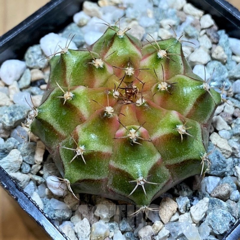 SH19807 Gymnocalycium mihanovichii 'Neon' Green