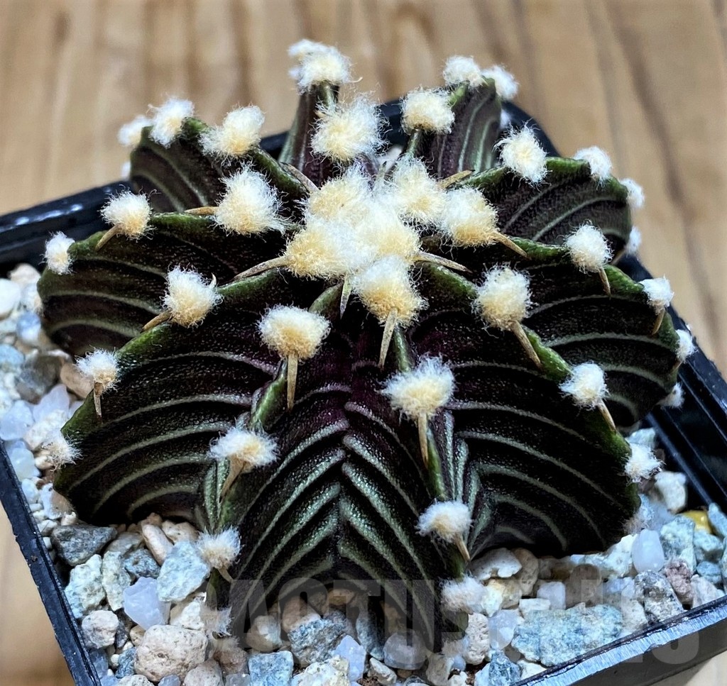 SH19790 Gymnocalycium friedrichii VOS1241 - Image 2