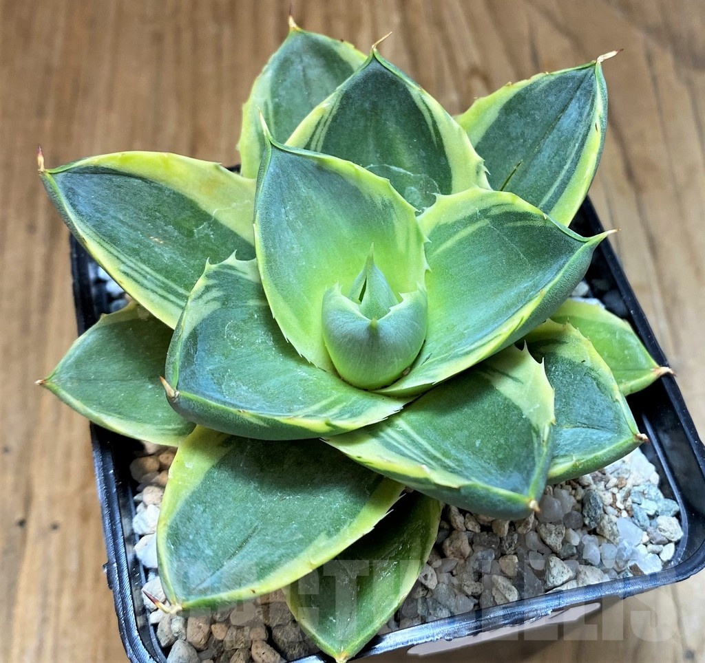 SH19877 Agave 'Tinkerbell'