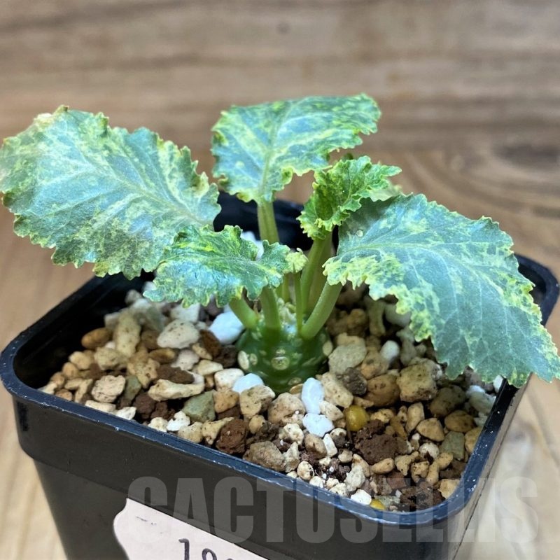 SH19880 Dorstenia hybrid f. variegata
