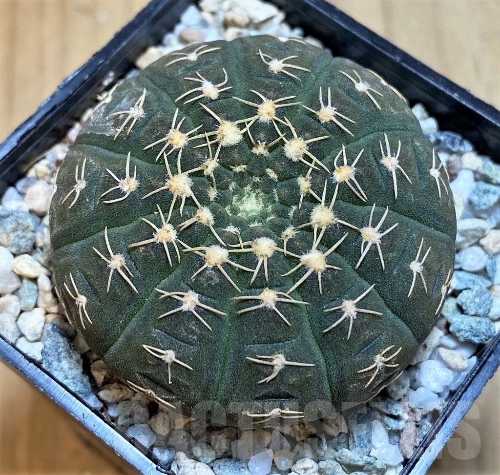 SH19812 Gymnocalycium ragonesei, pink flower