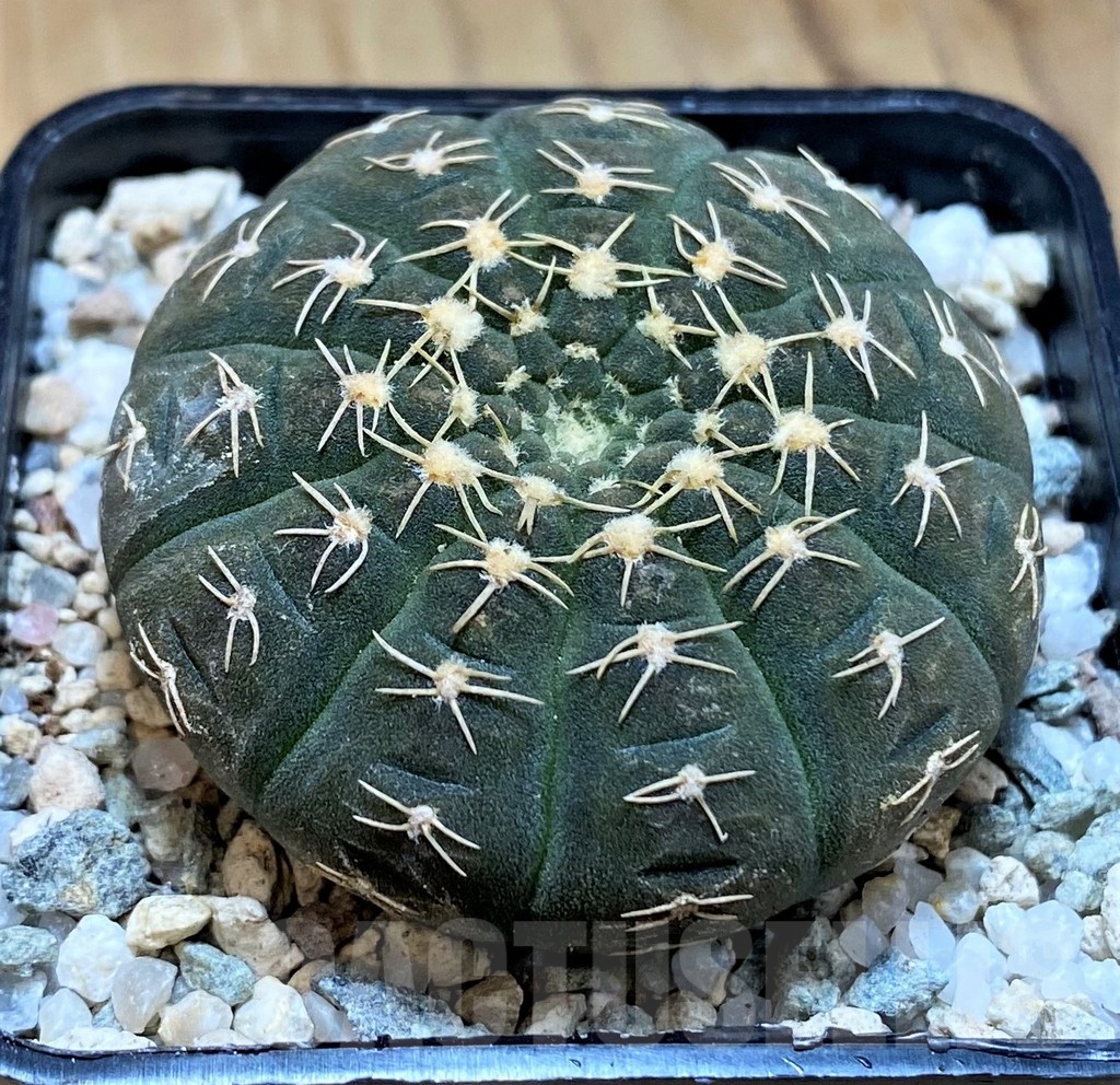 SH19812 Gymnocalycium ragonesei, pink flower - Obrázek 2