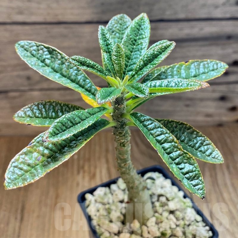 SH19881 Dorstenia gigas