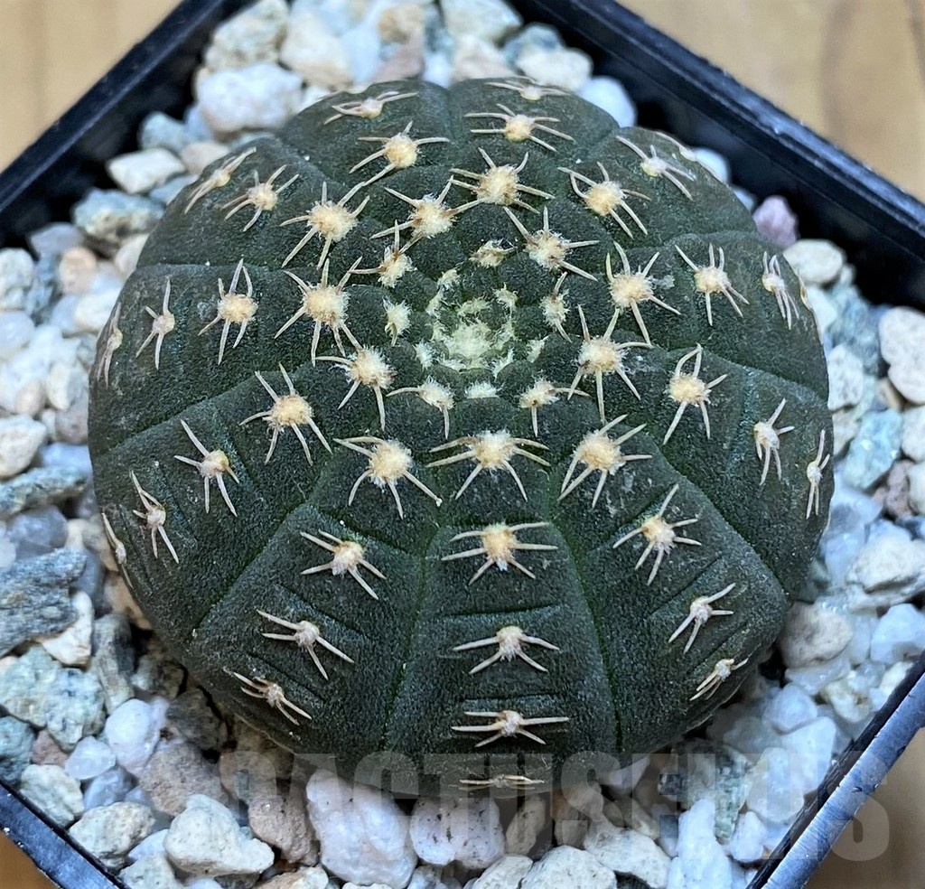 SH19813 Gymnocalycium ragonesei, pink flower