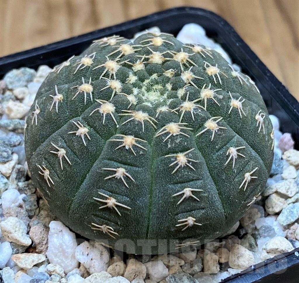 SH19813 Gymnocalycium ragonesei, pink flower - Image 2