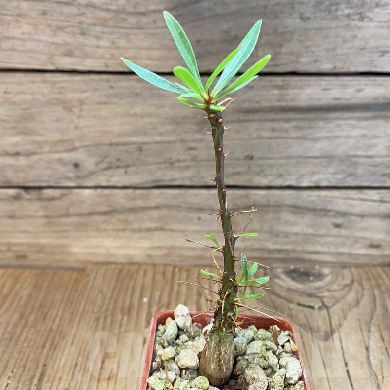 SH19882 Fouquieria purpusii