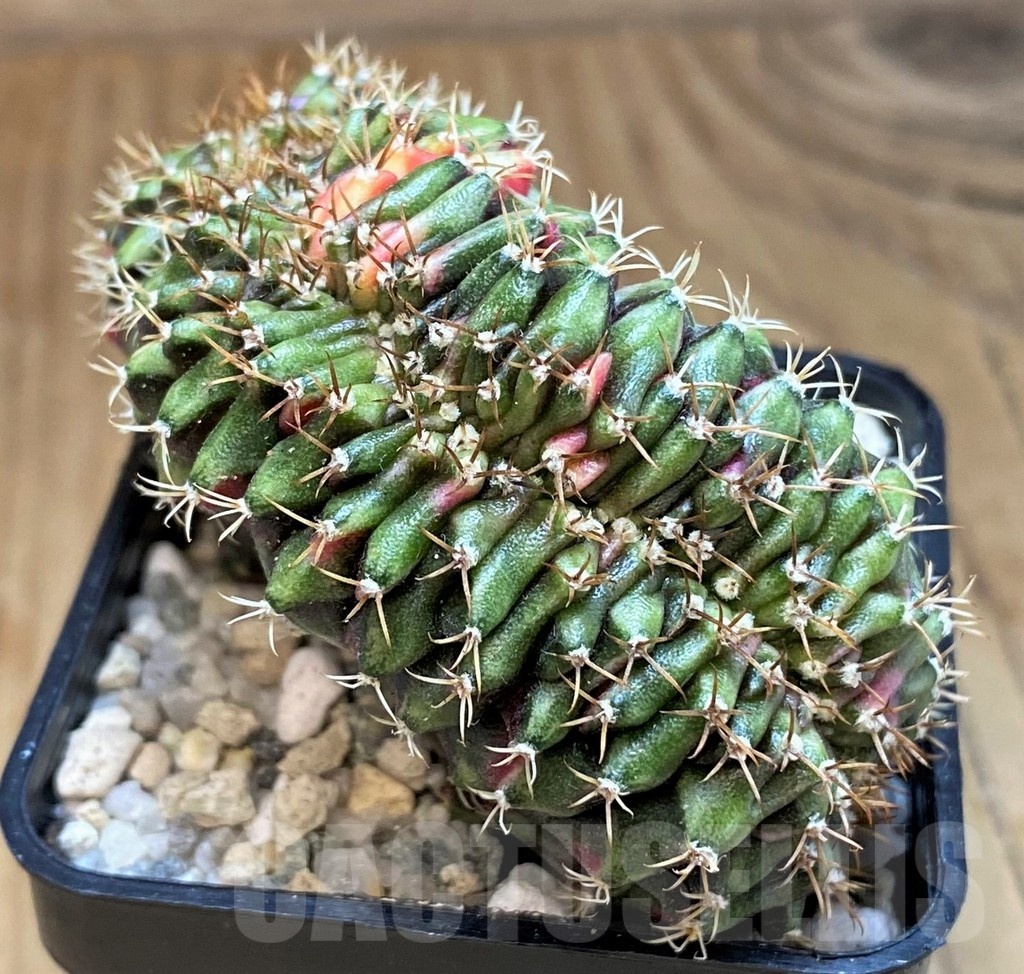 SH19814 Gymnocalycium mihanovichii f. cristata variegata, seedling - Image 2