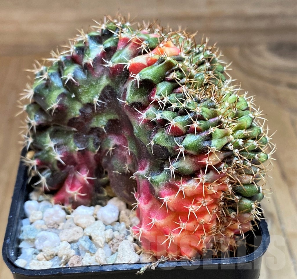 SH19814 Gymnocalycium mihanovichii f. cristata variegata, seedling