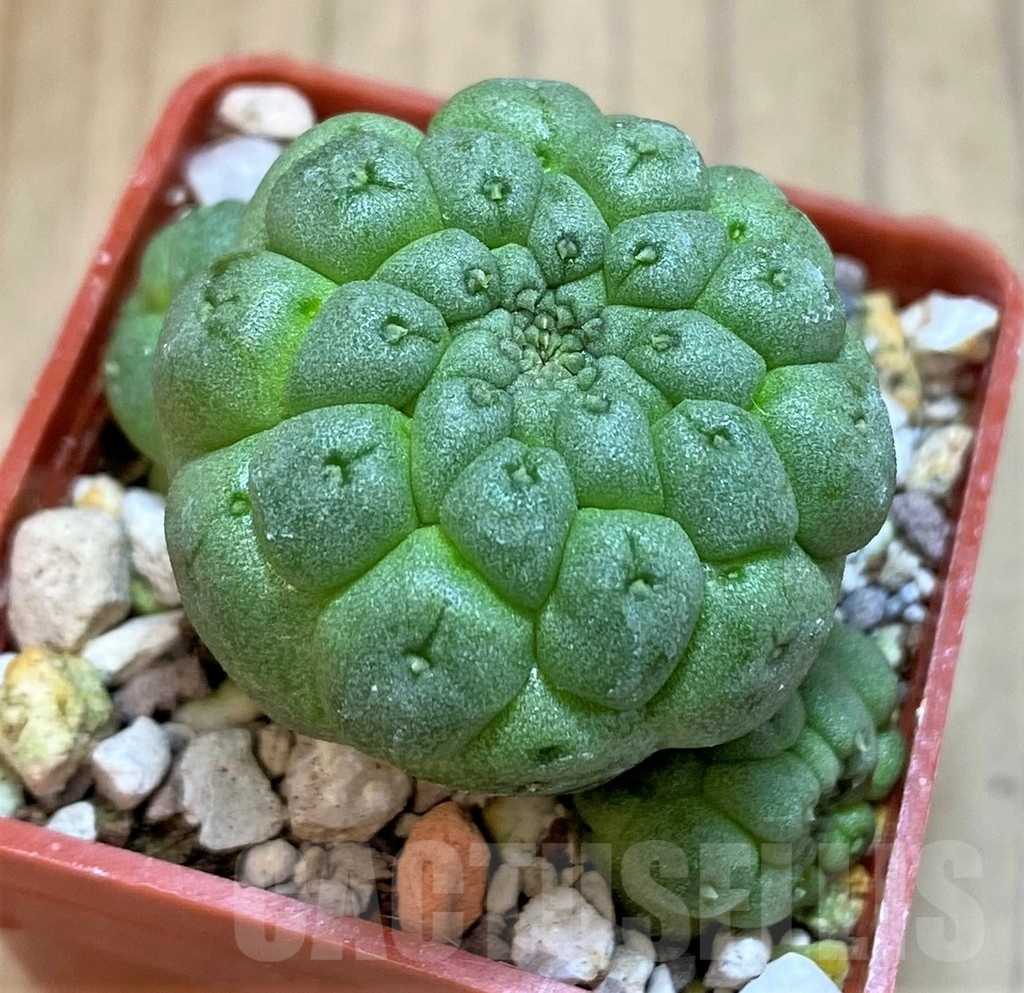 SH19859 Trichocaulon cactiformis