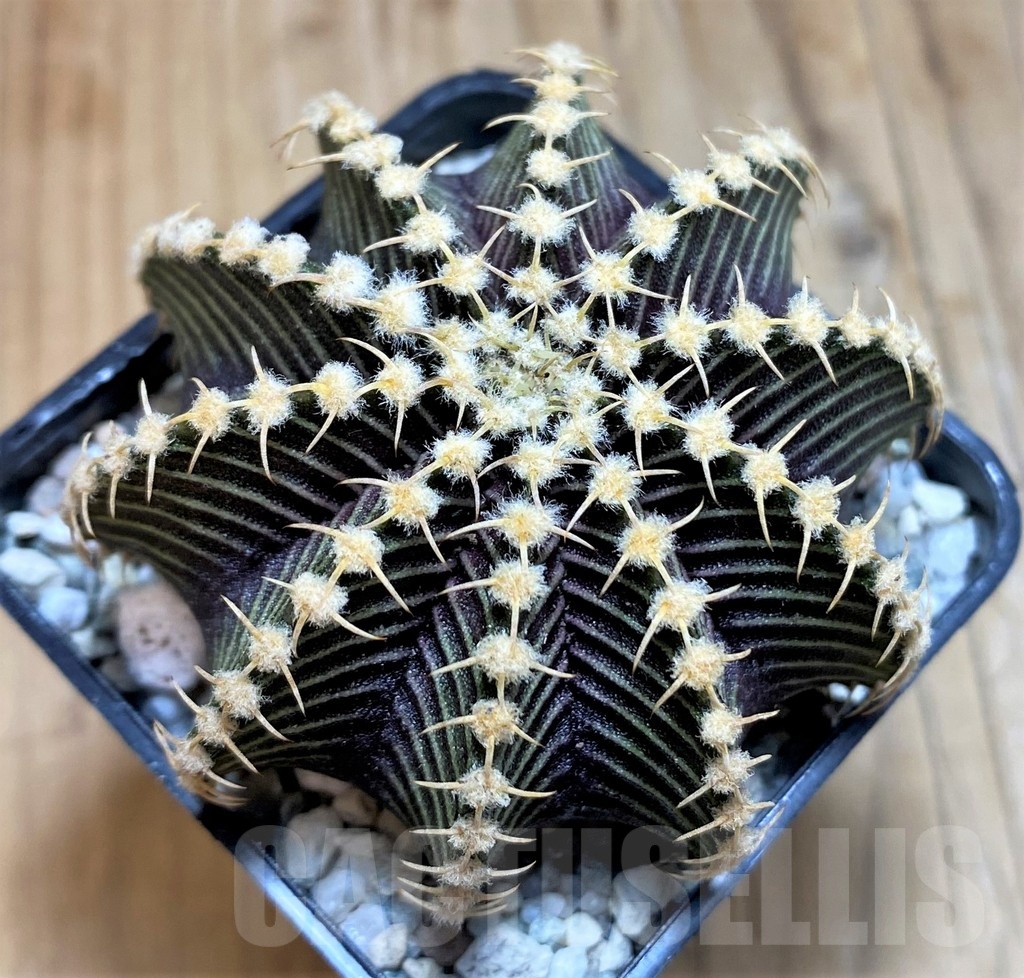 SH19791 Gymnocalycium friedrichii 9R001, seedling