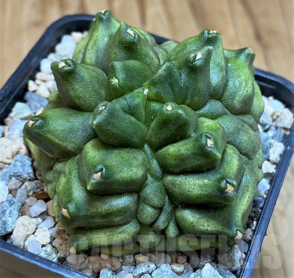 SH19815 Gymnocalycium mihanovichii 'Mulberry' - Image 2