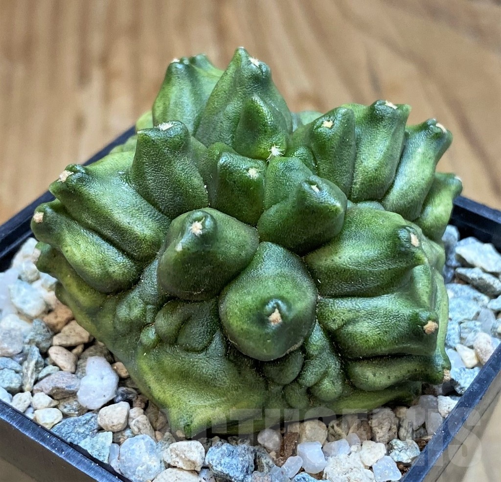 SH19815 Gymnocalycium mihanovichii 'Mulberry'
