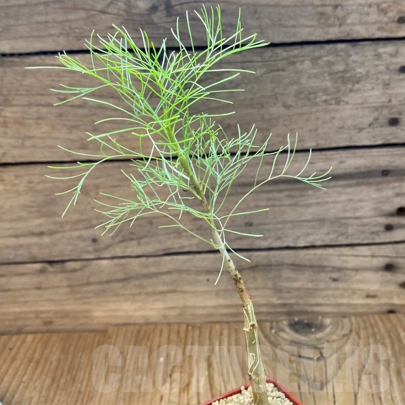 SH19885 Commiphora kraeuseliana