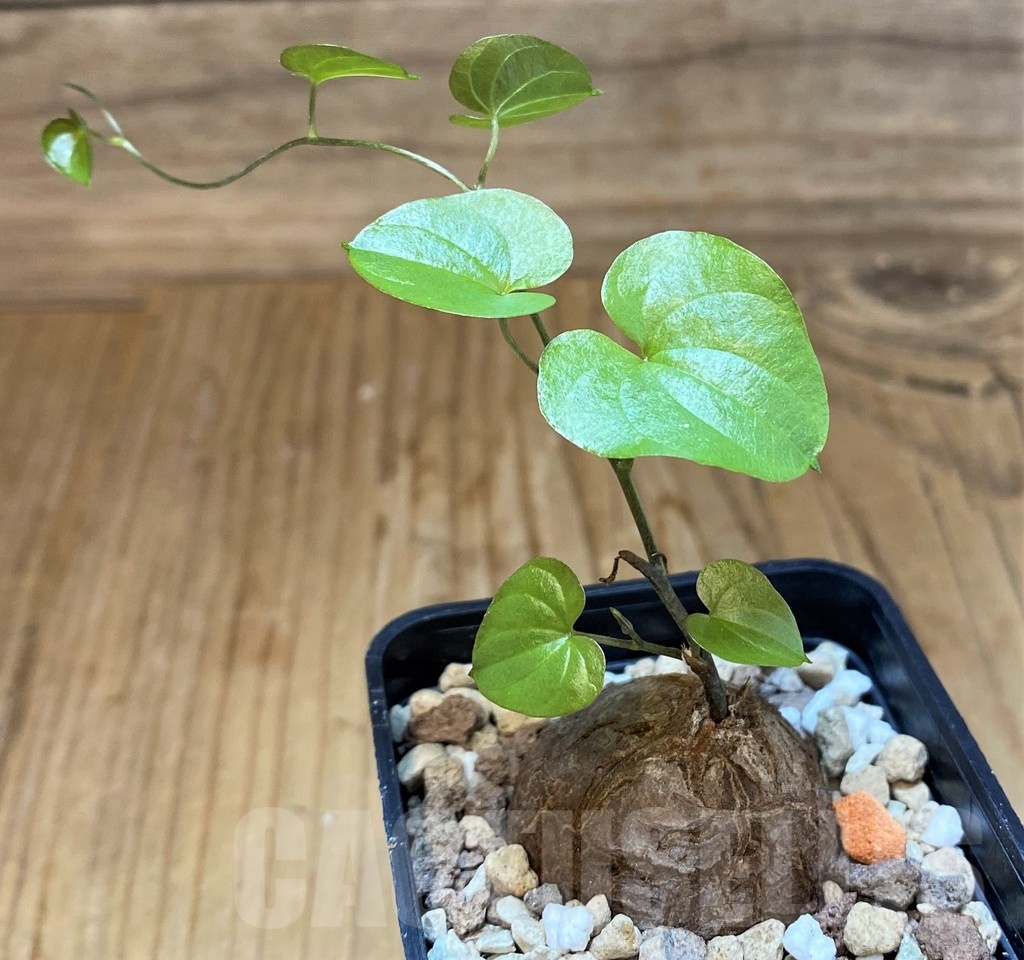 SH19886 Dioscorea elephantipes