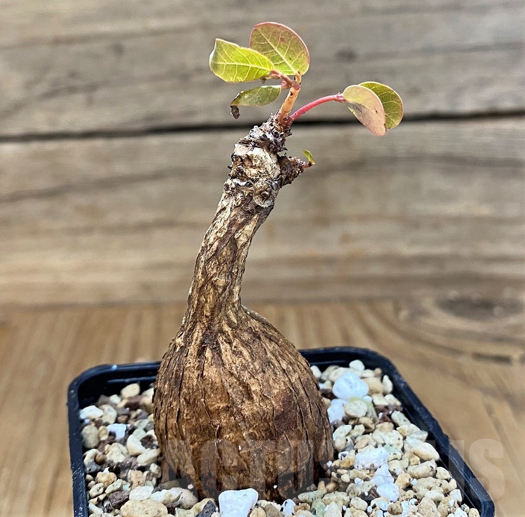 SH19888 Phyllanthus mirabilis