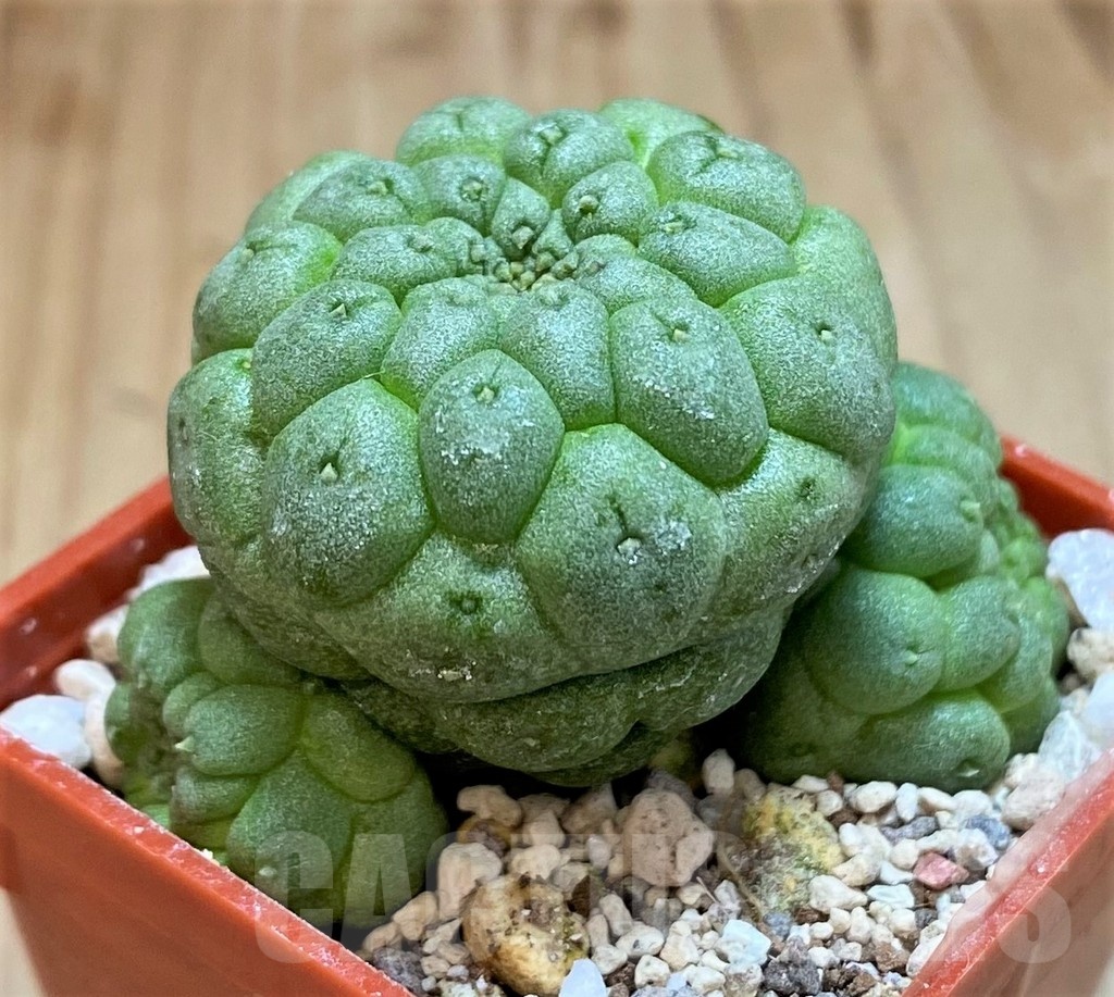 SH19859 Trichocaulon cactiformis - immagine 2