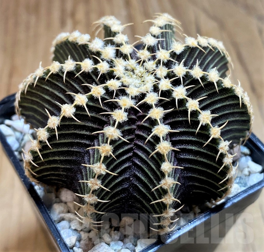 SH19791 Gymnocalycium friedrichii 9R001, seedling - Imagen 2